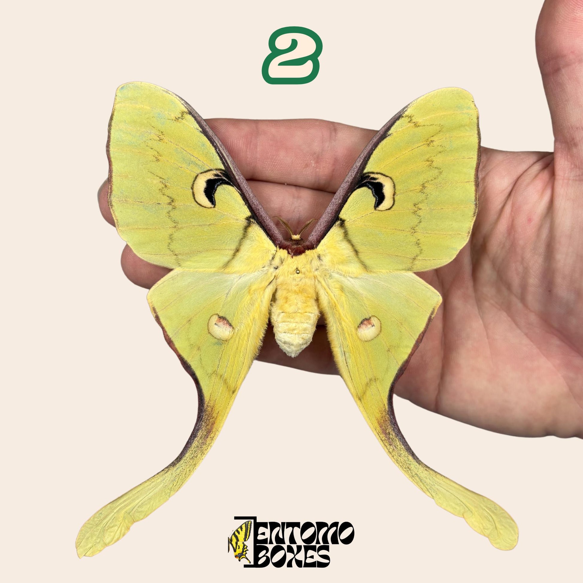 actias meanas female pinned __etsy:8096394730