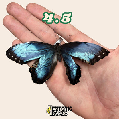 auténtico azul Morpho mariposa: espécimen seco defectuoso B-calidad para reparación taxidérmica