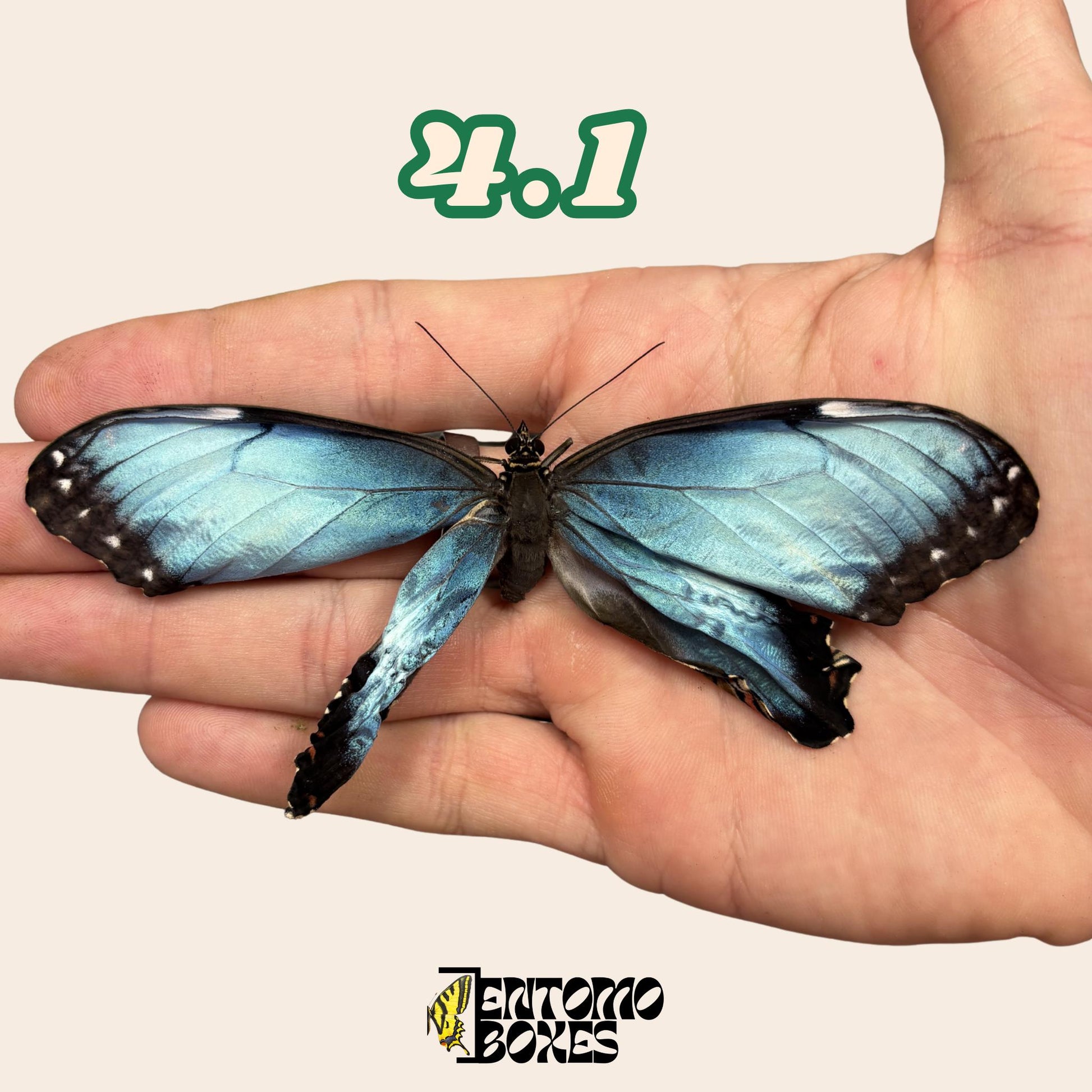 auténtico azul Morpho mariposa: espécimen seco defectuoso B-calidad para reparación taxidérmica