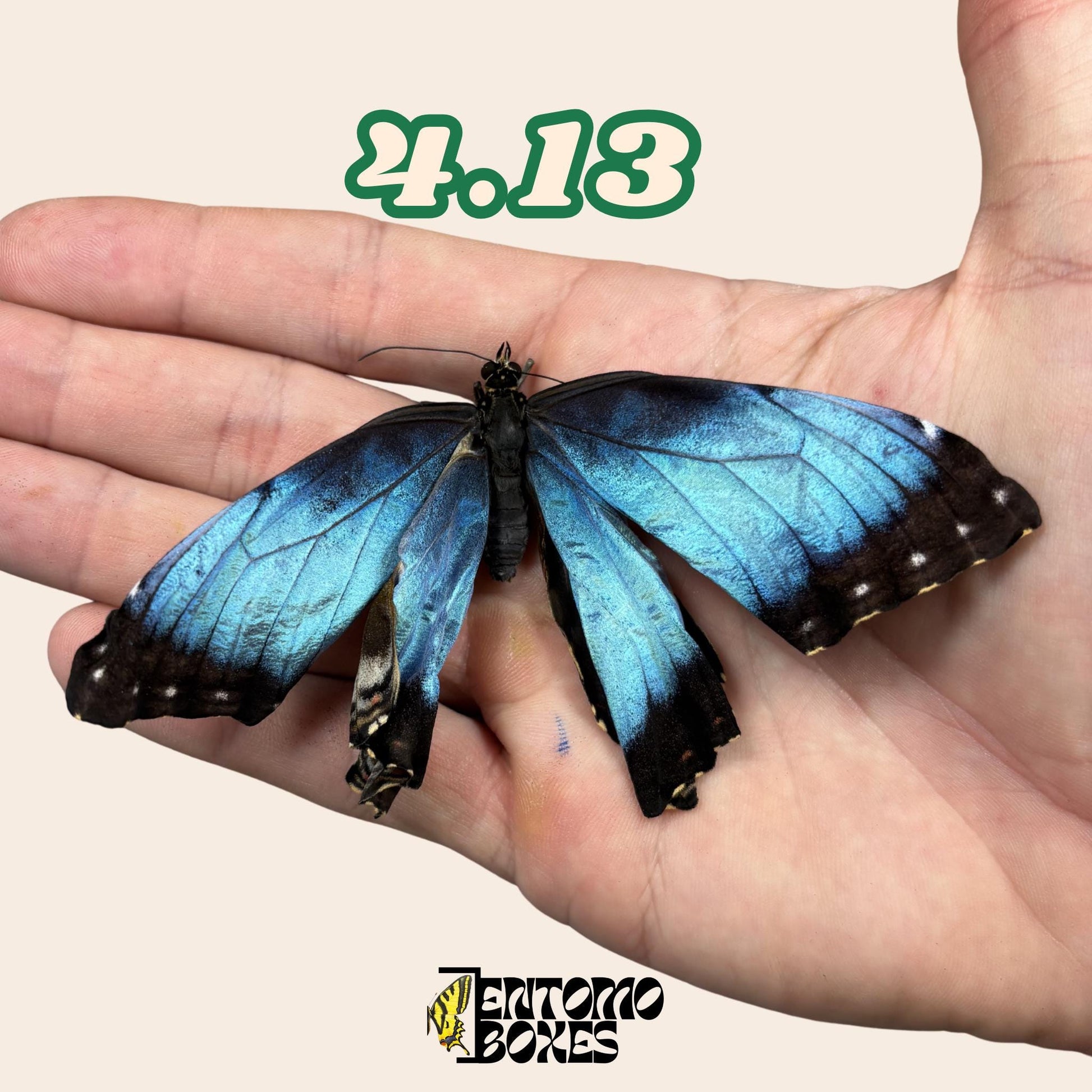 auténtico azul Morpho mariposa: espécimen seco defectuoso B-calidad para reparación taxidérmica