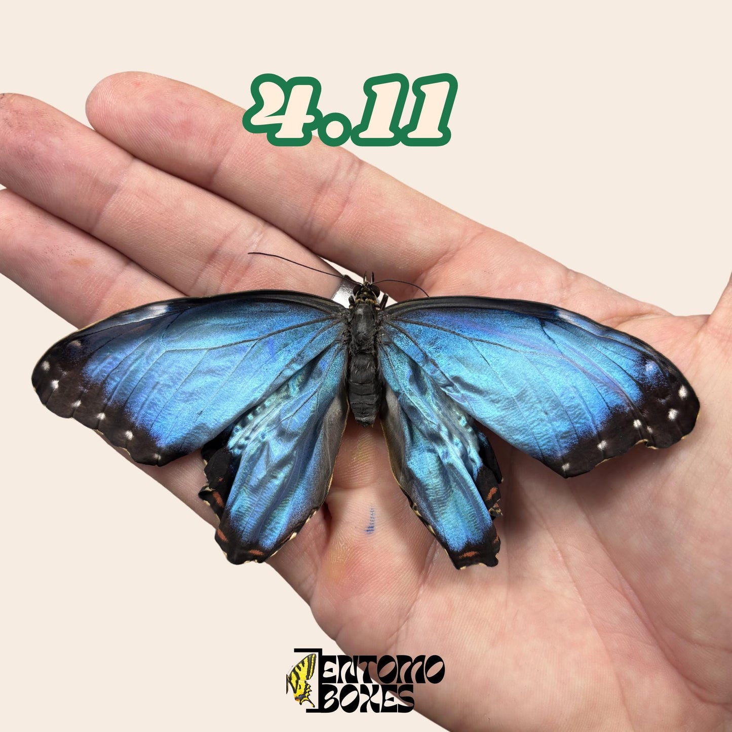 auténtico azul Morpho mariposa: espécimen seco defectuoso B-calidad para reparación taxidérmica