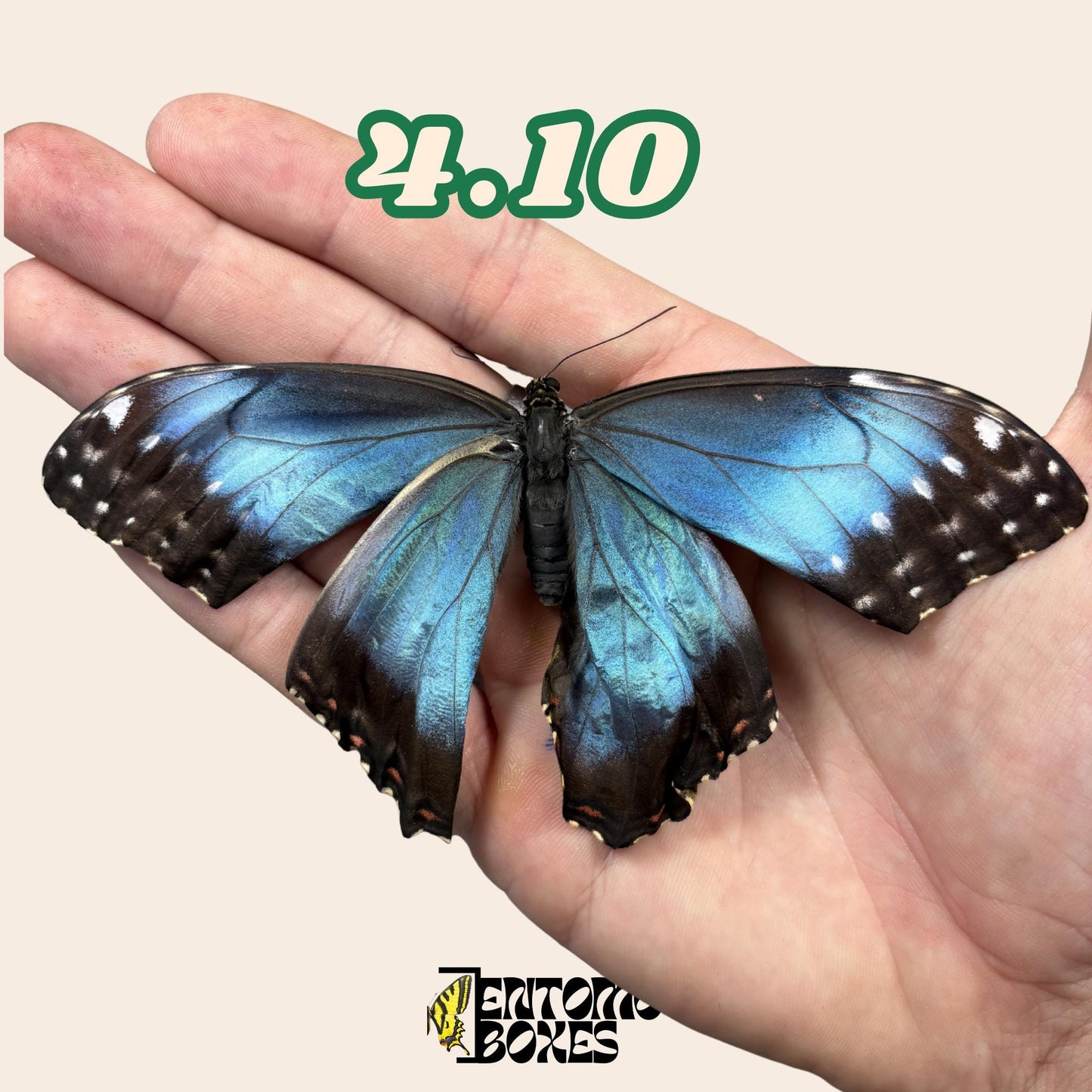 auténtico azul Morpho mariposa: espécimen seco defectuoso B-calidad para reparación taxidérmica