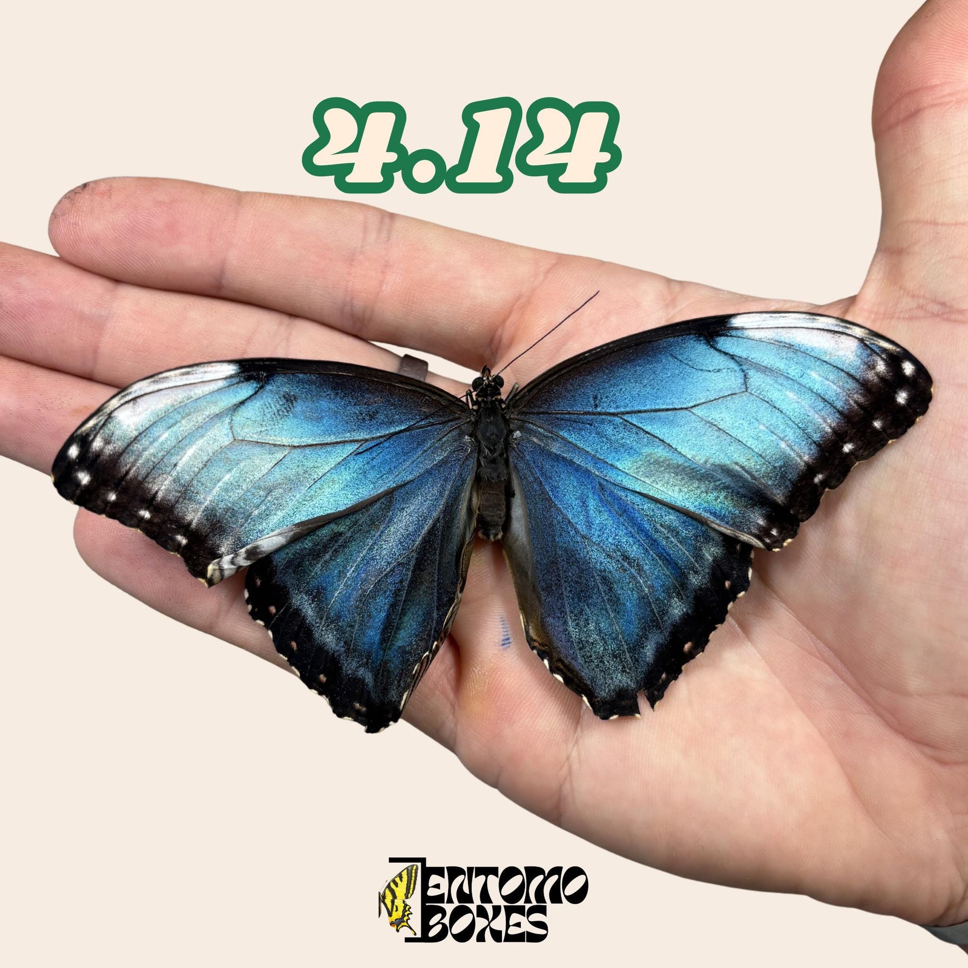 auténtico azul Morpho mariposa: espécimen seco defectuoso B-calidad para reparación taxidérmica