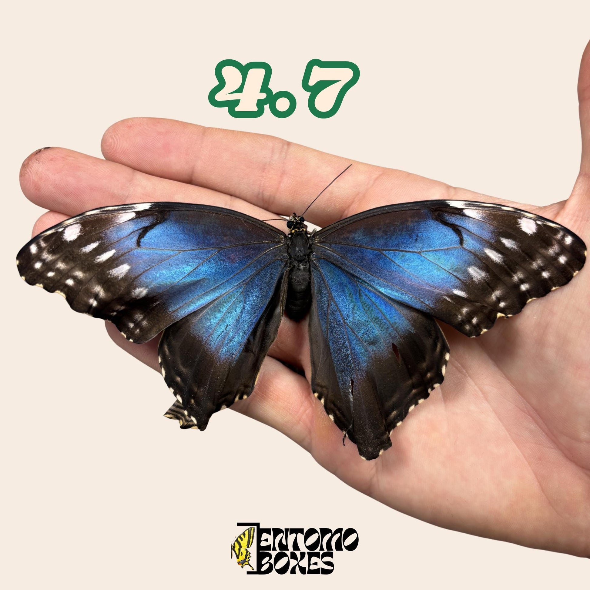 auténtico azul Morpho mariposa: espécimen seco defectuoso B-calidad para reparación taxidérmica