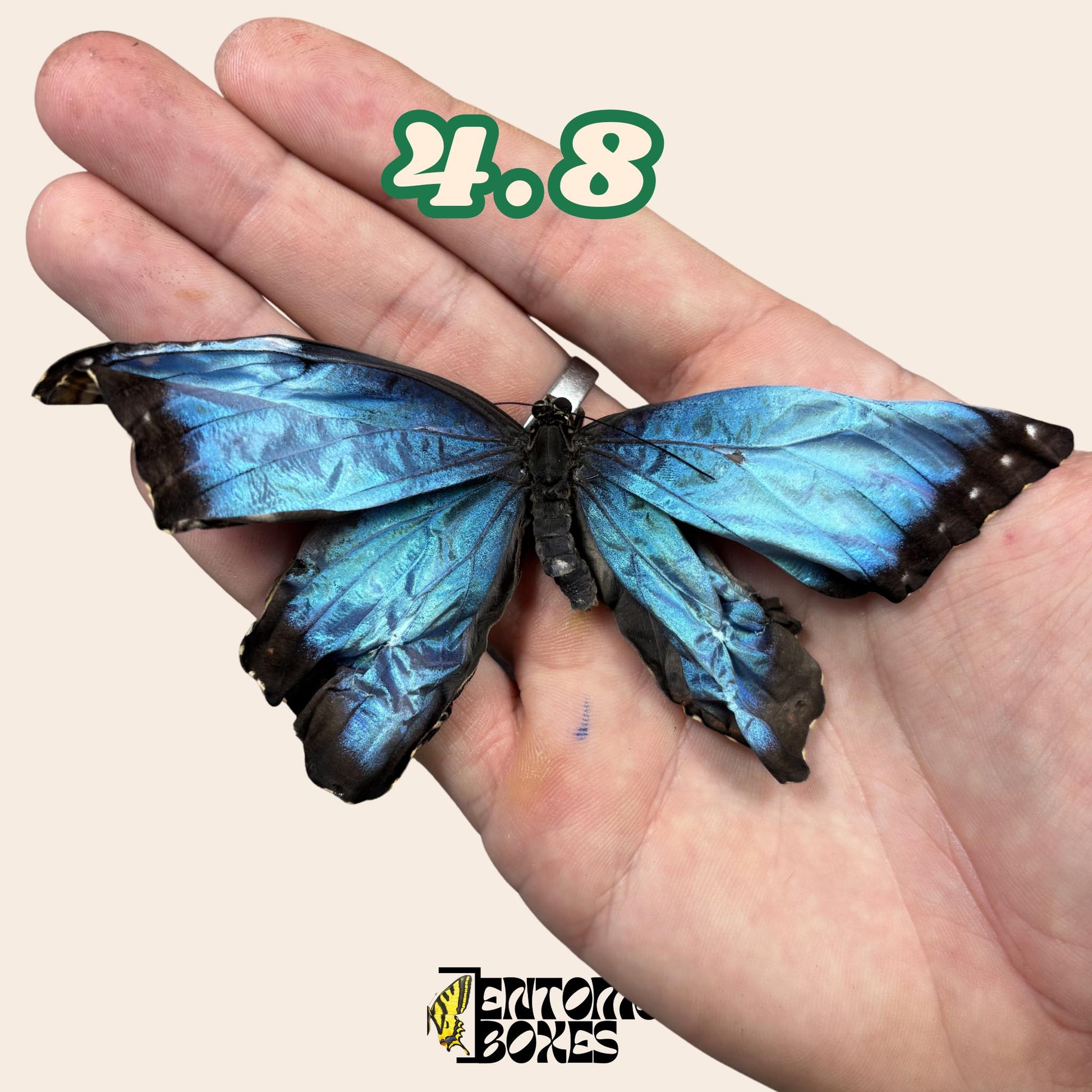 auténtico azul Morpho mariposa: espécimen seco defectuoso B-calidad para reparación taxidérmica