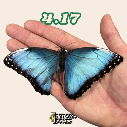 Real Blue Morpho Butterfly: B-Grade defected Dry Specimen for Taxidermy Repair __etsy:8111281799