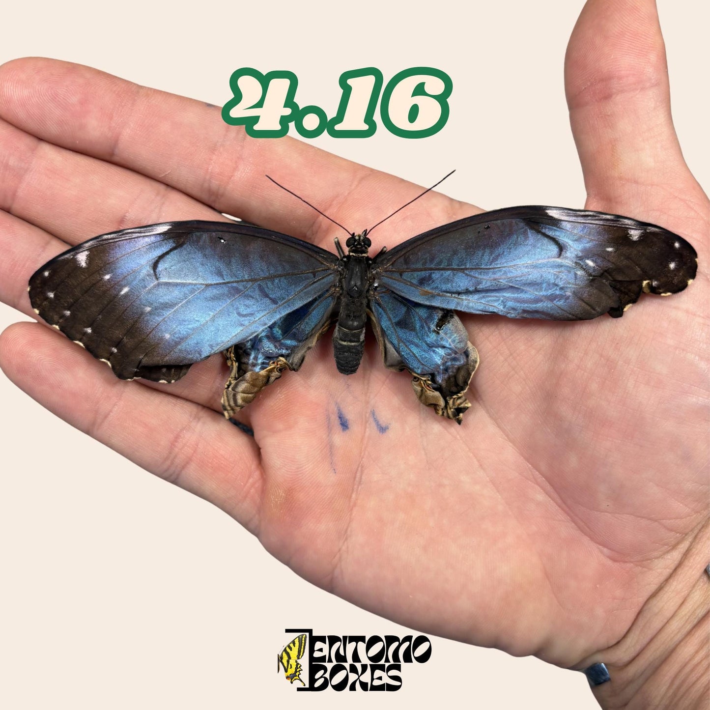 Real Blue Morpho Butterfly: B-Grade defected Dry Specimen for Taxidermy Repair __etsy:8111281813