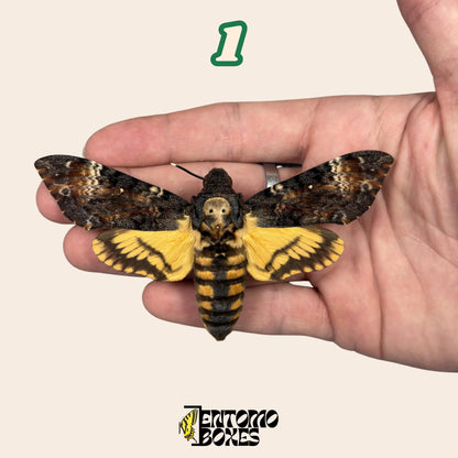 acherontia atropos extendido polilla