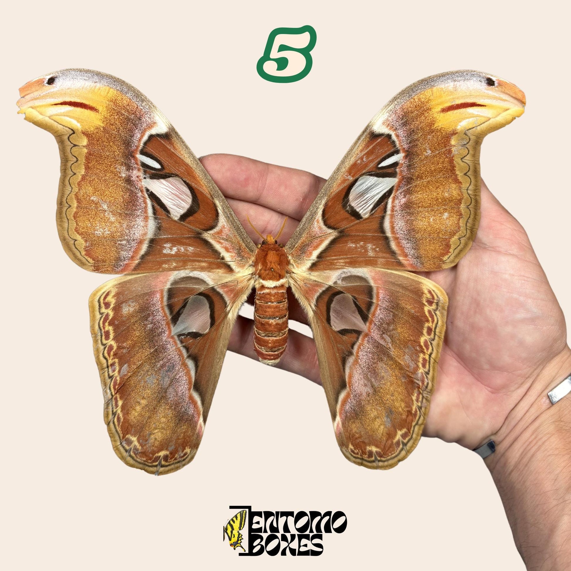 extendido Attacus Attacus atlas: auténtico Giant Atlas polilla séricigena espécimen para colección taxidérmica
