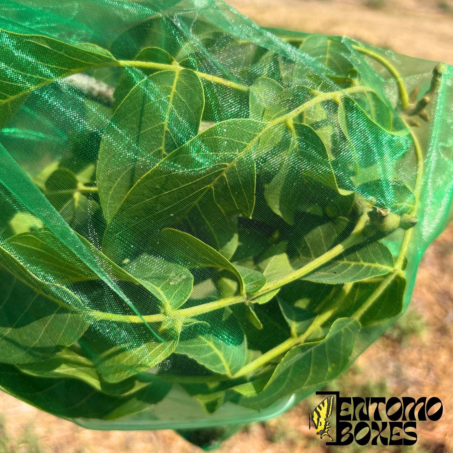 Close-up of a caterpillar and foodplant leaves seen through the fine green mesh of an insect breeding bag.