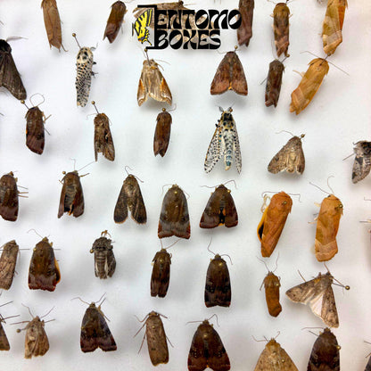 Set of five real moth specimens with closed wings, mounted on steel pins in a foam-lined entomology box, showing natural tan and dark brown patterns.