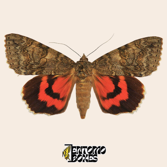 Espécimen de polilla Catocala montada con las alas extendidas, alas anteriores grises miméticas y alas posteriores rojo-naranja brillante con bandas negras