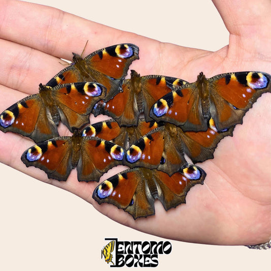 Especímenes conservados de Inachis io (mariposa pavo real) con alas naranjas y marrones plegadas sujetos en una mano