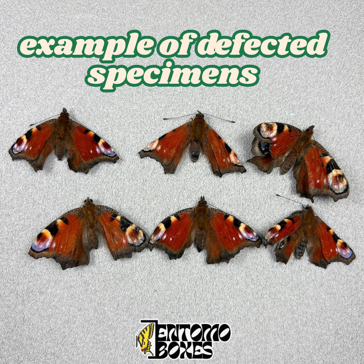 Especímenes de mariposa pavo real con daños leves en las alas, ejemplos del grado defectuoso