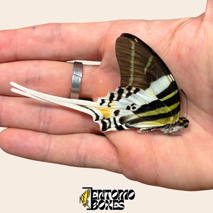 Mariposa Graphium androcles Espada Gigante embolsada con alas cerradas