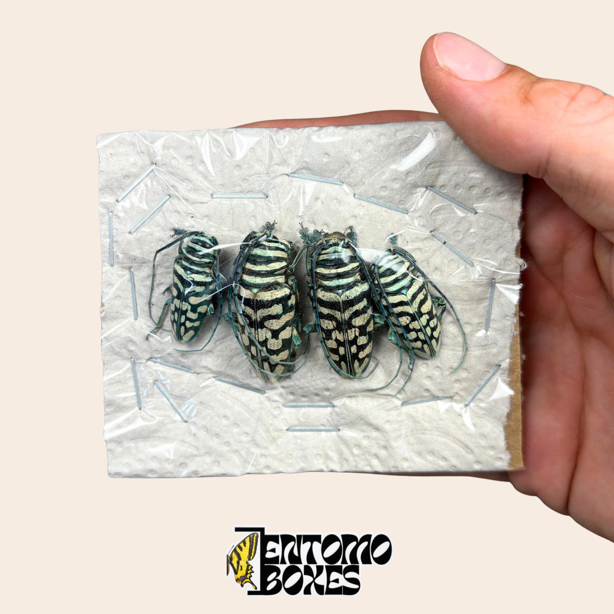 Mano sosteniendo un bloque de espuma blanco con cuatro escarabajos longicornios Sternotomis bohemani sin montar bajo film transparente, élitros jaspeados crema y verde oscuro, sujetos con grapas para un envío seguro