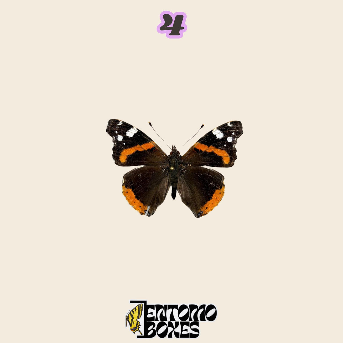 small black butterfly with orange-red bands and white spots, spread wings, specimen No.4, defected budget specimen