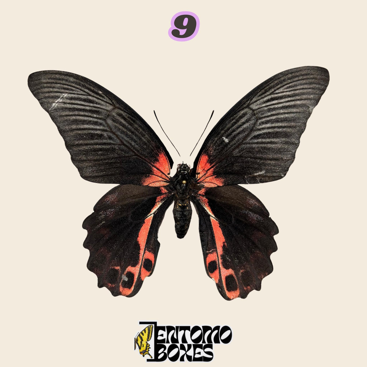 black swallowtail butterfly with red markings near the body and on the hindwings, specimen No.9, defected budget specimen