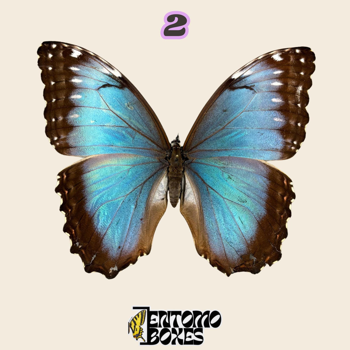 large iridescent blue butterfly with dark brown wing edges, spread wings, specimen No.2, defected budget specimen