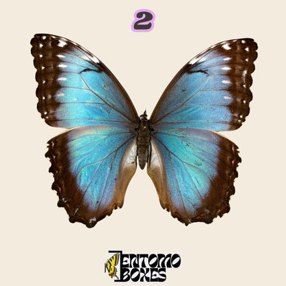 large iridescent blue butterfly with dark brown wing edges, spread wings, specimen No.2, defected budget specimen