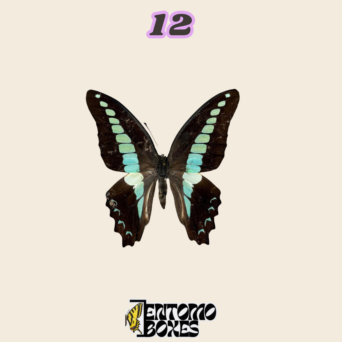 black butterfly with pale turquoise spots and bands, spread wings, specimen No.12, defected budget specimen
