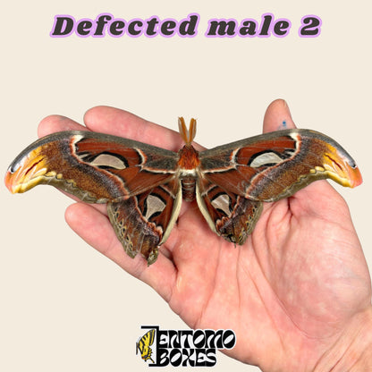 Attacus atlas (Sin montar)