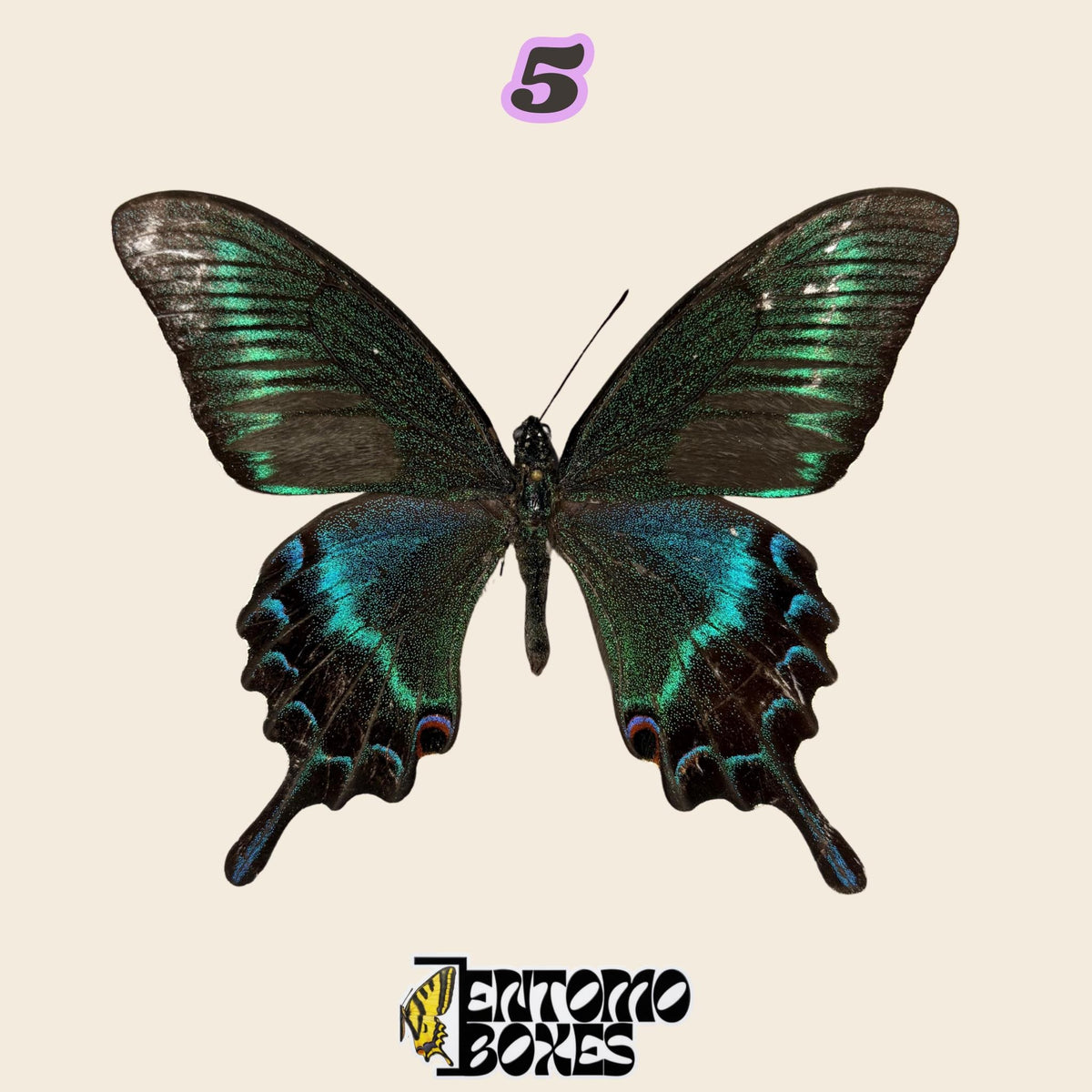 dark swallowtail butterfly with green and teal scales and tails, specimen No.5, defected budget specimen