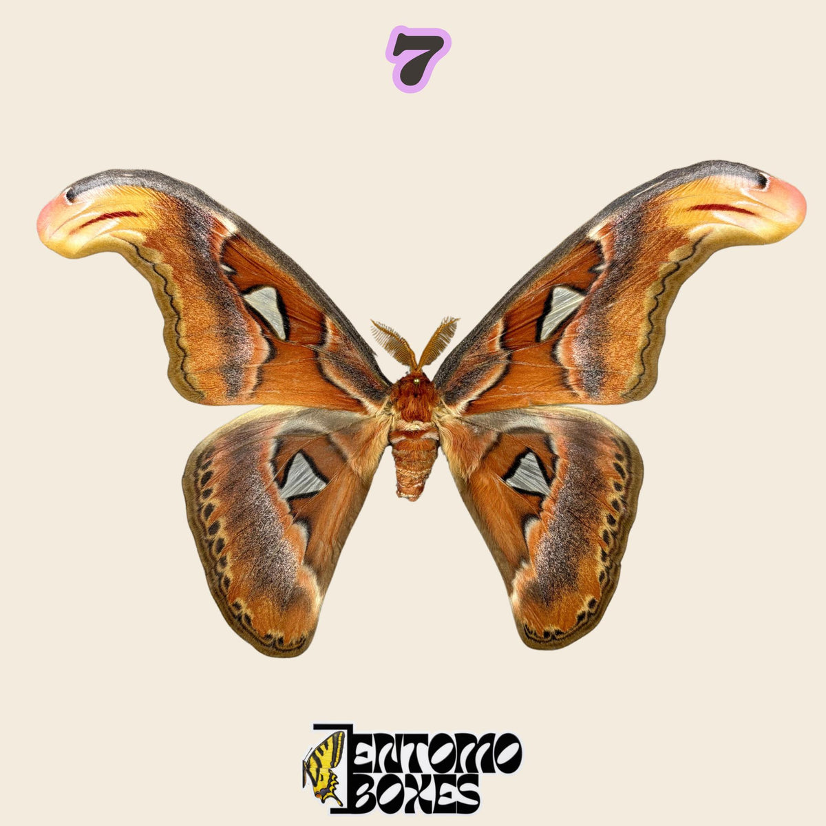 large orange-brown moth with snake-head shaped wing tips and triangular window spots, specimen No.7, defected budget specimen