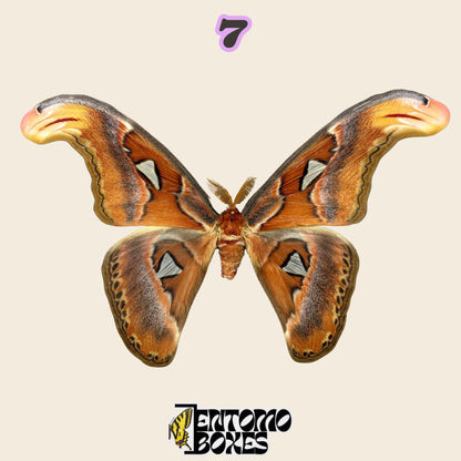 large orange-brown moth with snake-head shaped wing tips and triangular window spots, specimen No.7, defected budget specimen