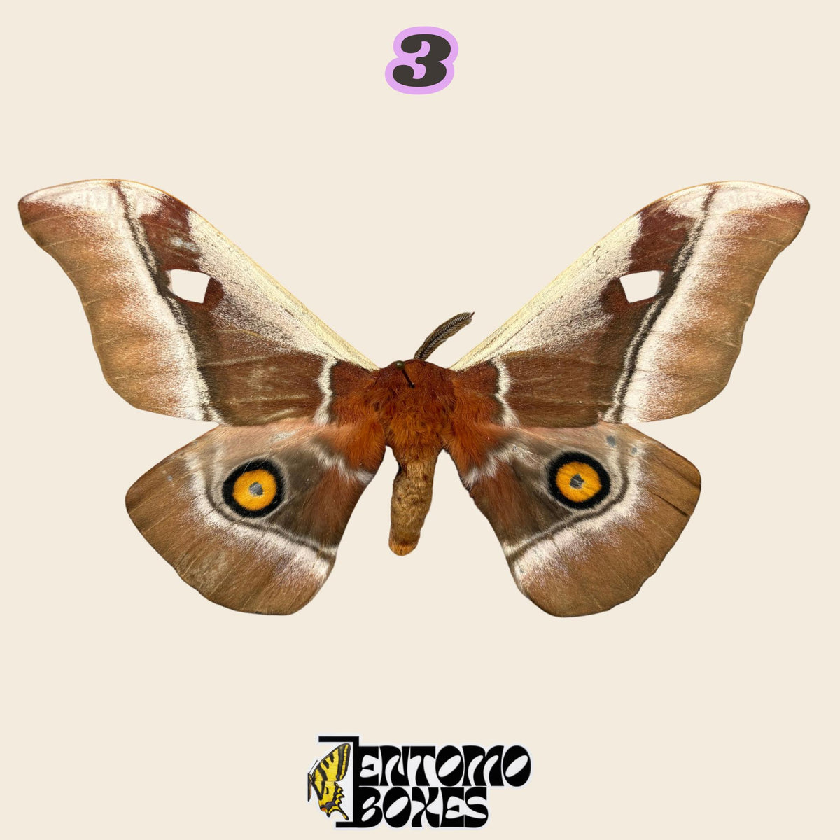 brown silk moth with two yellow eye spots on the hindwings, specimen No.3, defected budget specimen