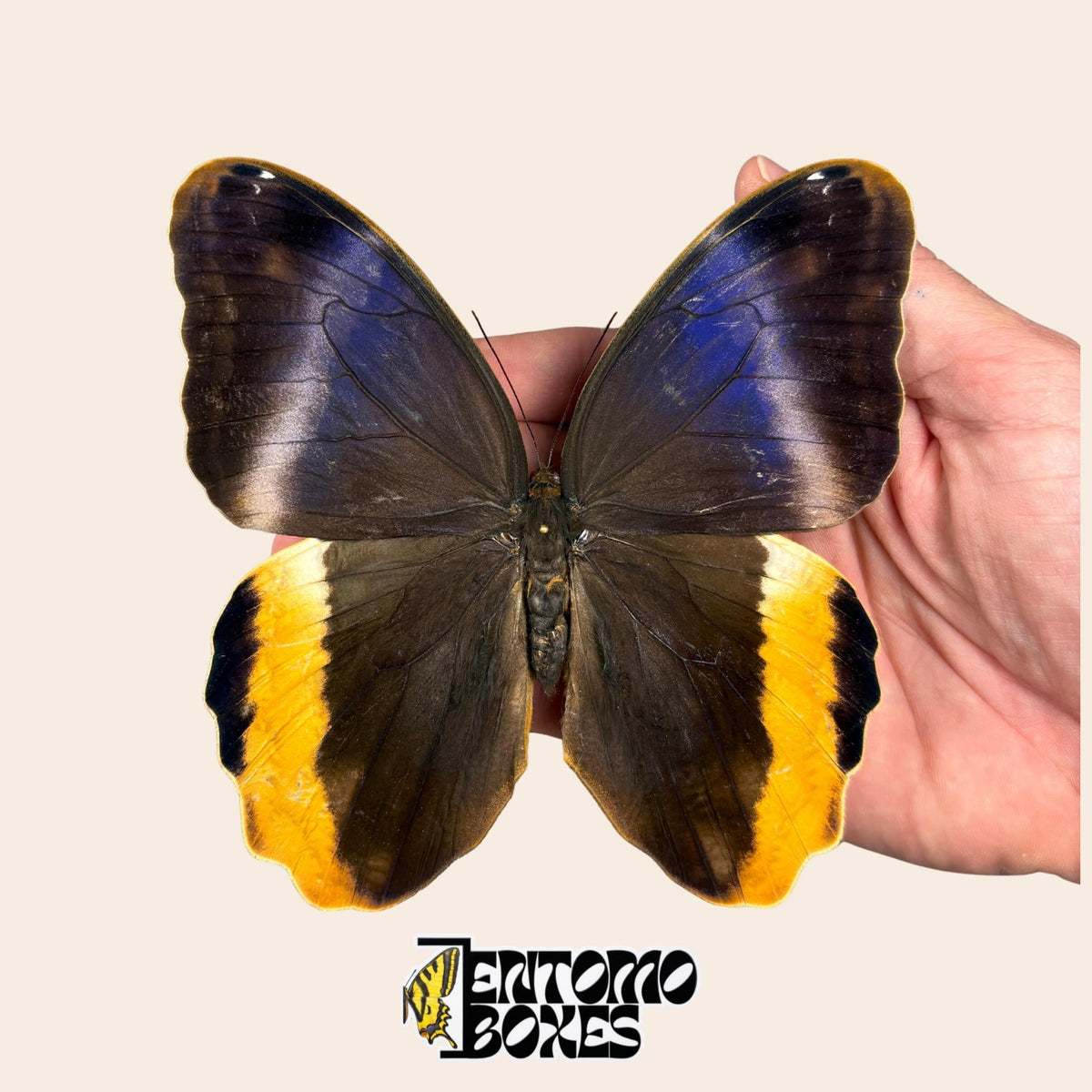 Caligo atreus