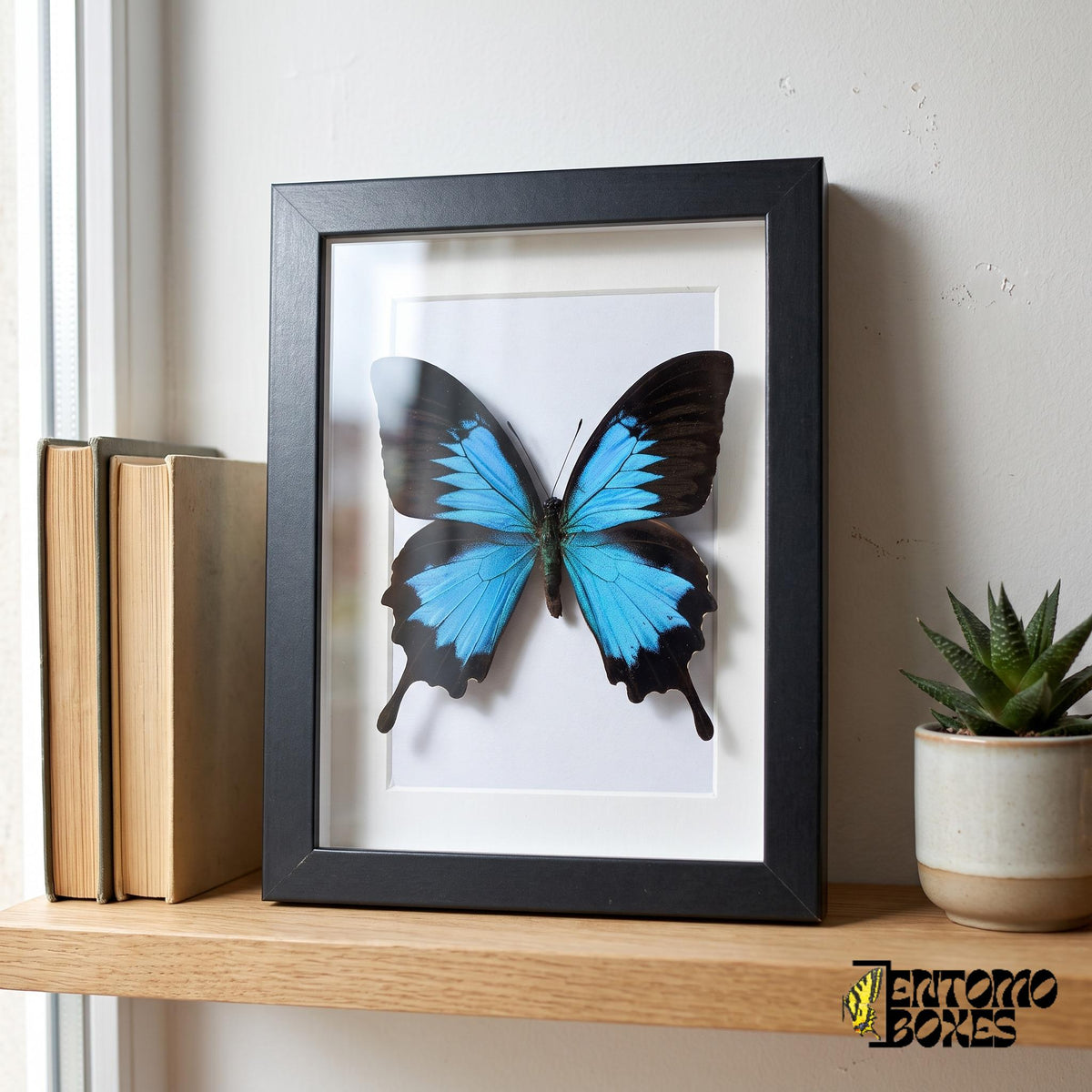Display example: blue Papilio ulysses butterfly in a black shadow box frame on a wooden shelf (frame is sold empty)