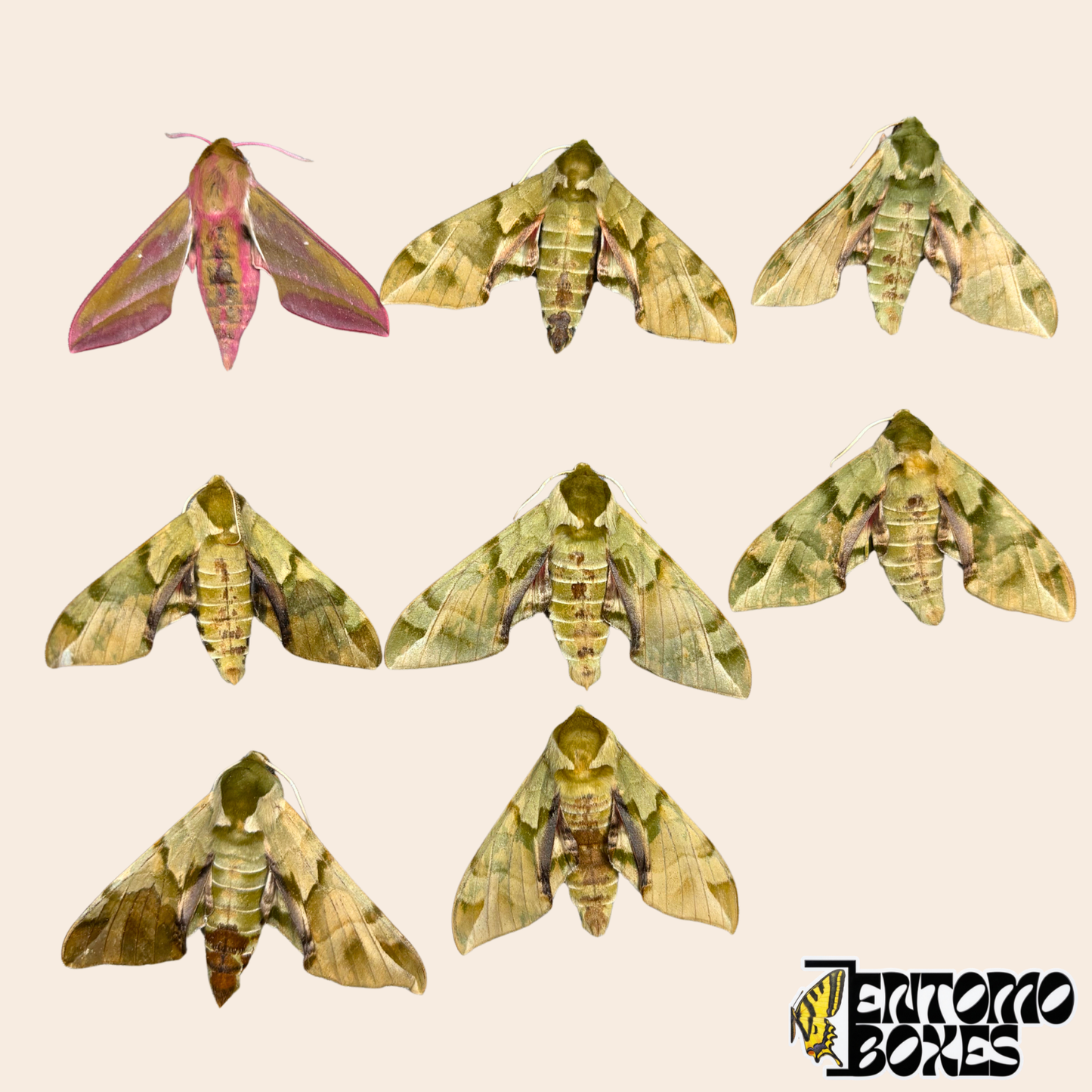Ocho ejemplares de esfíngidos sin montar sobre fondo beige, siete Callambulyx tatarinovii verde oliva y un Deilephila elpenor rosa y oliva de Mongolia