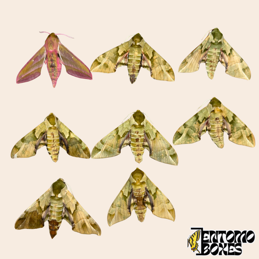 Ocho ejemplares de esfíngidos sin montar sobre fondo beige, siete Callambulyx tatarinovii verde oliva y un Deilephila elpenor rosa y oliva de Mongolia