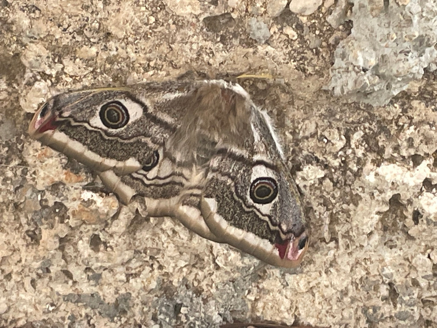 Polilla hembra de Saturnia pavoniella posada en un muro de piedra claro, alas de color marrón grisáceo con un ocelo oscuro en cada una