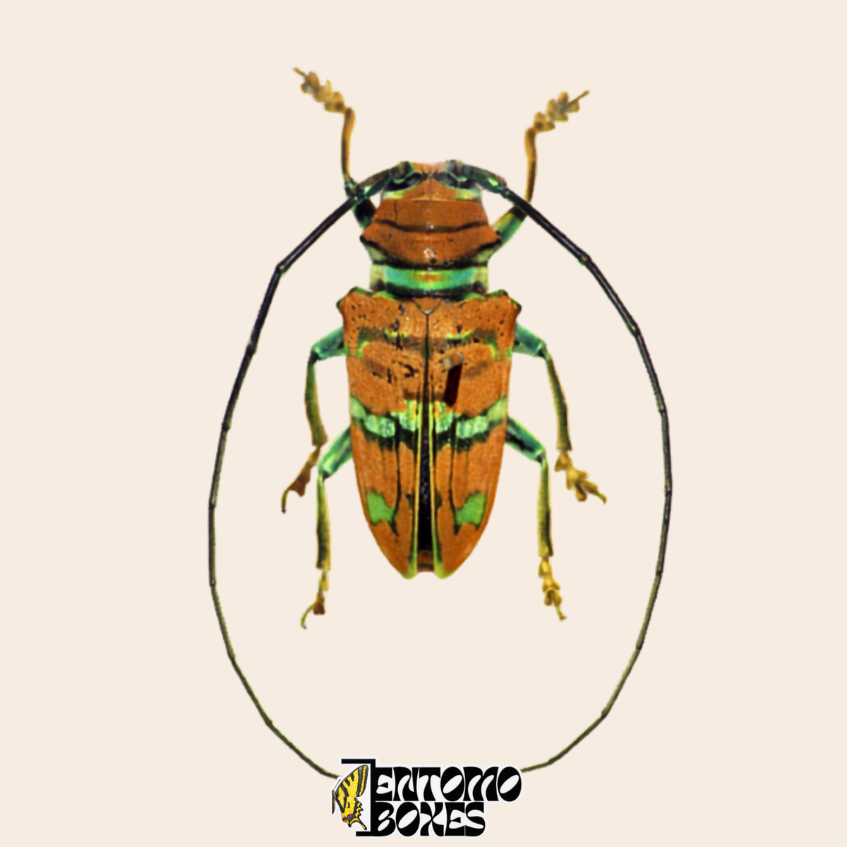 Escarabajo longicornio Sternotomis pulchra, vista dorsal, élitros naranja castaño con bandas verde metálico y patas verdes, espécimen seco real de Camerún