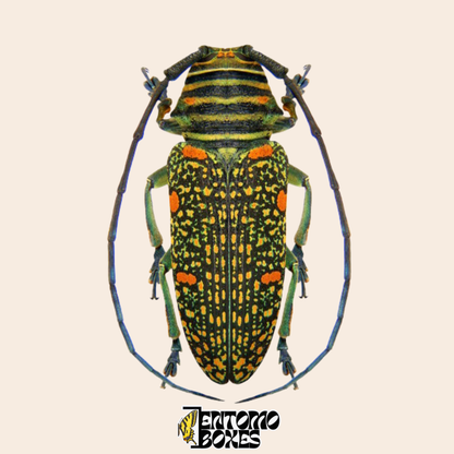 Escarabajo longicornio Zographus regalis, vista dorsal, élitros negros con moteado dorado denso y manchas naranjas, patas gris azulado, espécimen seco real de Camerún