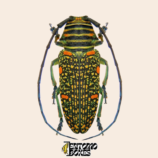 Escarabajo longicornio Zographus regalis, vista dorsal, élitros negros con moteado dorado denso y manchas naranjas, patas gris azulado, espécimen seco real de Camerún