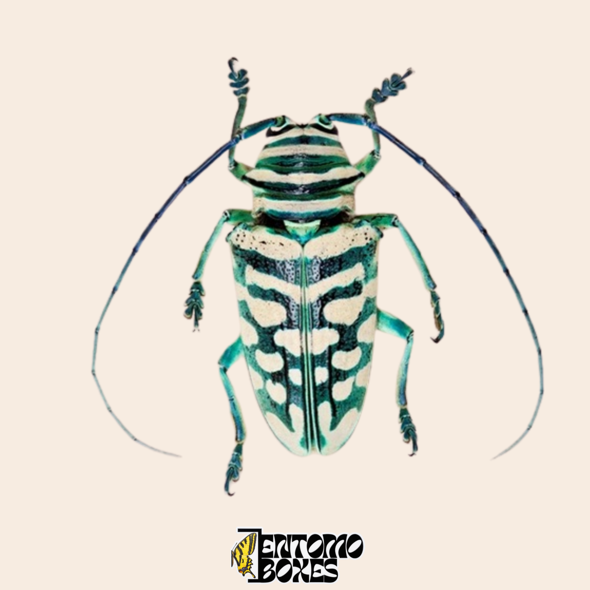 Escarabajo longicornio Sternotomis bohemani, vista dorsal, élitros negros con jaspeado crema y verde menta y patas turquesa, espécimen seco real de Camerún