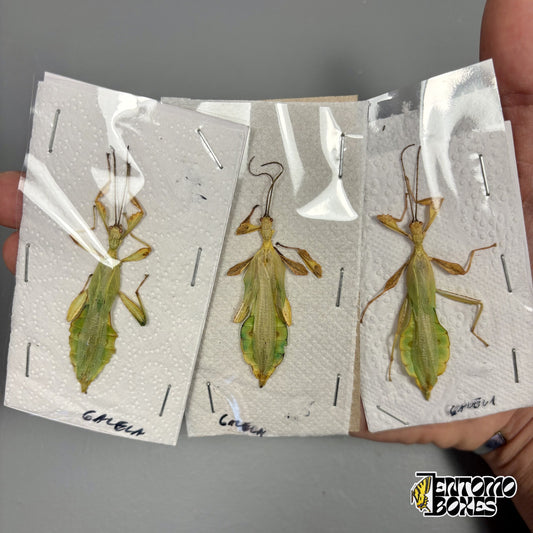 Tres insectos hoja Phyllium machos secos, ejemplares sin montar en plano bajo film, en la mano