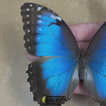 Morpho helenor (Espécimen)