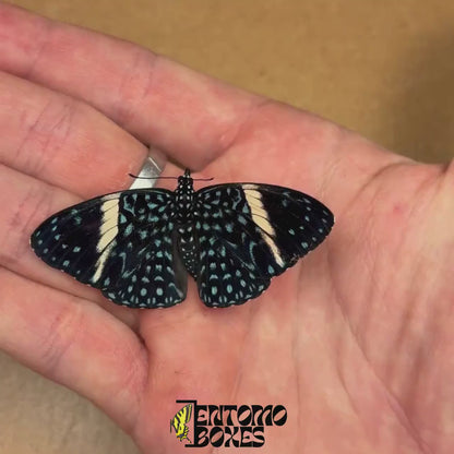 Hamadryas species