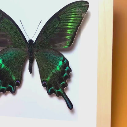 Papilio maackii enmarcado