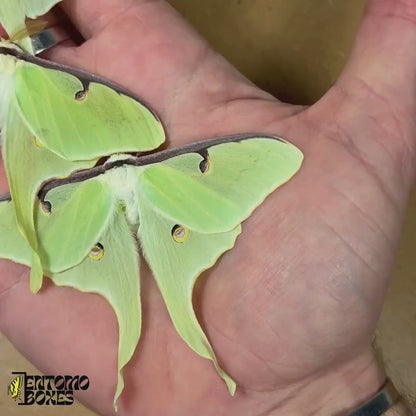 Actias luna (Sin montar)