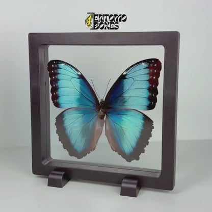 Mariposa en marco transparente