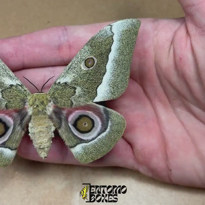 Gonimbrasia zambesina