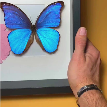 Morpho Didius enmarcado con mapa de Sudamérica