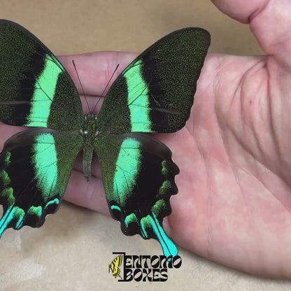 Papilio blumei