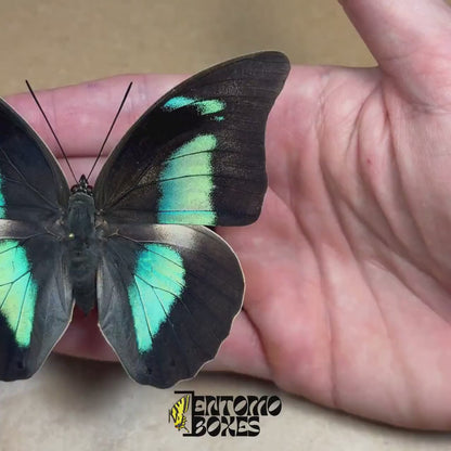 Archaeoprepona demophon