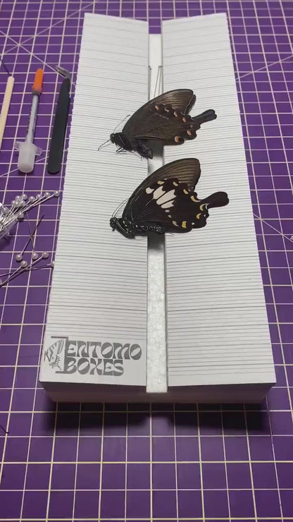 KIT Mini Mariposas